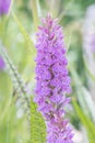 Broad-leaved marsh orchid, Dactylorhiza majalisÃÂ subsp.ÃÂ praetermissa, pink flowers